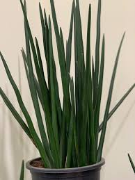 Image result for Sansevieria pedicellata