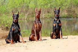 3. Doberman Pinscher 