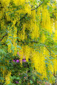 Acacia Flowers Ltd Best Flower Wallpaper