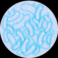 Image result for Shigella