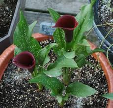 Image result for Crinum verdoorniae