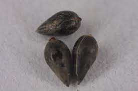 Image result for Synandrodaphne