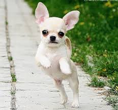 Pin By Michele Giroux On Flying Chihuahuas Cute Chihuahua Chihuahua Puppies Chihuahua Funny