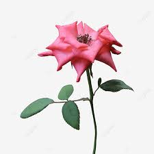 Misalkan saja bunga mawar, bunga tulip, bunga dahlia, bunga teratai, bunga anggrek, bunga melati, bunga sakura, bunga sepatu, bunga raflesia bunga matahari menyukai tanah yang hangat dan subur juga kondisi yang cerah. Gambar Jepretan Foto Mawar Merah Muda Yang Sangat Cantik Alam Bunga Terpencil Png Transparan Clipart Dan File Psd Untuk Unduh Gratis