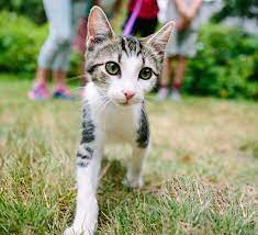 The consensus among veterinarians and organizations such as the american veterinary medical as evidence, indoor cats live longer than their outdoor counterparts. Should I Keep My Cat Indoors Is Unsupervised Outdoor Time Ok Bc Spca