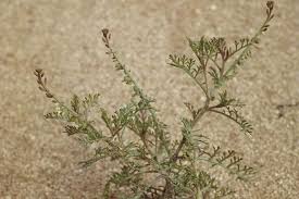 Image result for Carrichtera annua