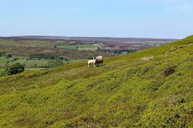 Find log cabin breaks in the uk, europe and the world. Venture Out To Log Cabins In Yorkshire Vrbo Uk