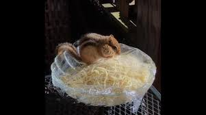 Saving chipmunk from drowning in swimming pool | animal rescue подробнее. Newsflare Chipmunk Squirrels Away Spaghetti For The Winter