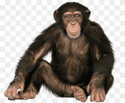 1 default appearance 2 history 3 actions 4 trivia 5 gallery 5.1 graphics 5.2 other the gorilla is a big animal with disproportionately large front arms and a small head. Great Ape Png Images Pngwing
