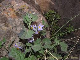 Image result for Solanum sp. A
