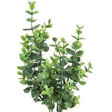 Eucalyptus Bush Hobby Lobby 1599760 In 2021 Seeded Eucalyptus Bouquet Seeded Eucalyptus Eucalyptus Bouquet