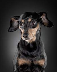 25 Inspirational Dog Portrait Photographs Dog Portraits Animal Photography Dog Photograph