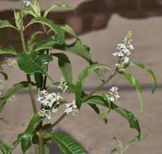Image result for Aloysia citrodora