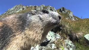 Check spelling or type a new query. Grossglockner Murmeltiere Unter Sich Doku Youtube