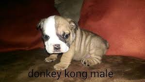 We did not find results for: Rare English Bulldog Puppies Akc For Sale In Decatur Texas Classified Americanlisted Com