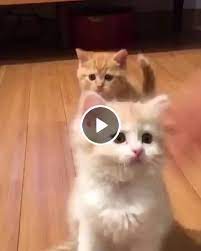 Animated Gif Boxing Cats Training Cute Cats Cute Cats And Kittens Kittens And Puppies