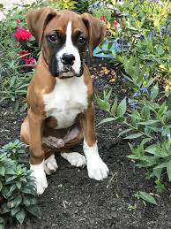 Uptown puppies offers a free puppy finder service that connects responsible, ethical breeders with responsible, ethical buyers puppies for sale in indiana by uptown puppies. Boxer Breeders Near Me Petfinder