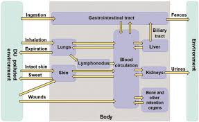 I typed in the keywords: The Toxicological Mechanisms And Detoxification Of Depleted Uranium Exposure Environmental Health And Preventive Medicine Full Text