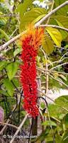 Image result for Combretum paniculatum