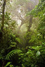 Pin By Betha Rush On A Glimpse Inside The Amazon Jungle Photography Rainforest Photography Landscape Reference