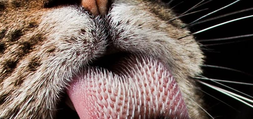 Mga resulta ng larawan para sa Cat tongue with hooked papillae like hairbrush to clean fur during grooming"