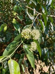 Image result for Psydrax fragrantissima