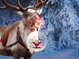 christmas red nosed reindeer with bauble in a snowy forest digital backdrop background photoshop co backdrops backgrounds digital backdrops red nosed reindeer