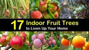 10 seeds dwarf peach frui. 17 Indoor Fruit Trees To Liven Up Your Home