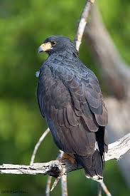 Birds Of The Southwest United States Common Black Hawk Buteogallus Anthracinus Wild Birds Birds Of Prey Black Bird