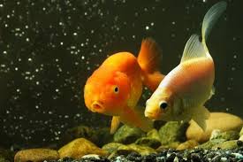Platies Fish Breed Information And Pictures - Petguide | Petguide