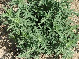 Image result for Acalypha psilostachya