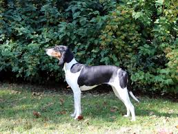 Image result for švycký honič