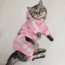 Moda Kedi Kediler Icin Kis Sicak Pamuk Kedi Evcil Hayvan Giyim Yavru Kiyafet Kedi Gatto Kapusonlu Ceket Ceketler Evcil Hayvan Urunleri Kedi Giyim Aliexpress