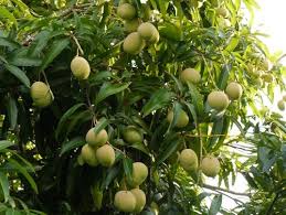 Mangues Pommes De La Guadeloupe Arbre Fruitier Fruits Exotiques Fruitier