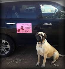 For a service quotation request, availability and booking form, pls fill in the form below. Pet Taxi Services And Rates The Pet Gal