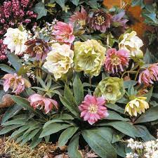 15 Helleborus Seeds Double Queen Mix Flower Seeds Bonsai Flower Sutton Seeds