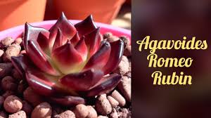 Echeveria agavoïdes 'red edge', est une forme avec des feuilles vert vif bien anguleuses aux extrémités cramoisies. Plantopedia Agavoides Romeo Rubin How To Care And Maintain Agavoides Romeo Rubin In English Youtube