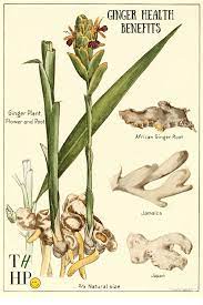 Ginger Health Benefits Ginger Plant Growing Ginger Ginger Plant Flower