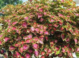 Image result for Coleus engleri