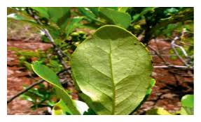 Image result for Searsia natalensis