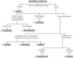 A tissue is a collection of similar cells that had a common embryonic origin. What Are The Characteristics Of The Kingdom Animalia A Plus Topper