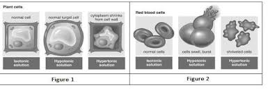 Which of the following is likely to be true. Given Below Is A Figure Of A Process That Takes Place In Living Cells Answer The Questions That Brainly In