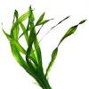 Algae powders, fruit powders, herb powders, vegetable powders 1