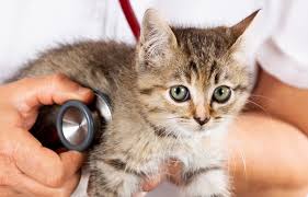 Emergency Veterinary Care in Walnut Creek, CA | Walnut Creek Veterinary  Hospital – 24/7 Emergency Veterinary Care for Accidents, Illnesses, and Urgent  Pet Health Concerns in Walnut Creek.