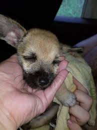 What is cruelty—and for that matter, what is a breeder? Puppy Saved After Being Tied To A Tree In A Swamp Spca Of Wake County