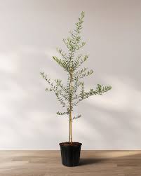 Image result for Olea