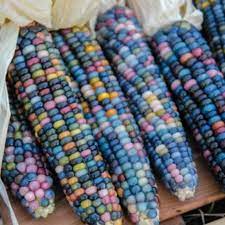 Organic Glass Gem Corn Fruition Seeds