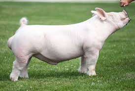 My name is bill rosenbaum and i would like to give you a little bit of my background in the swine industry and my vision for the future of southern gold sires. Boars Southern Gold Sires
