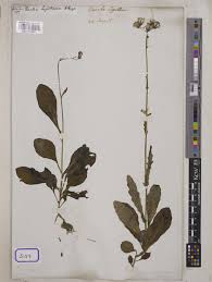 Image result for Gynura pseudochina