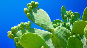 Para adelgazar la misma pregunta de jorge orozco, se puede comer el cristal de sabila así nomás sin restricciones? Sabila Y Nopal Una Combinacion Perfecta Para Tu Salud Vive Maravatio